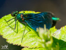 Dragonfly - Ważka